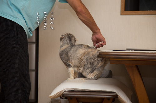 予測不能なお年頃。_d0355333_17004549.jpg