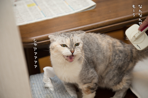 予測不能なお年頃。_d0355333_17004620.jpg