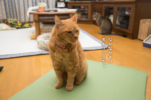すべては猫様のもの_d0355333_17004778.jpg