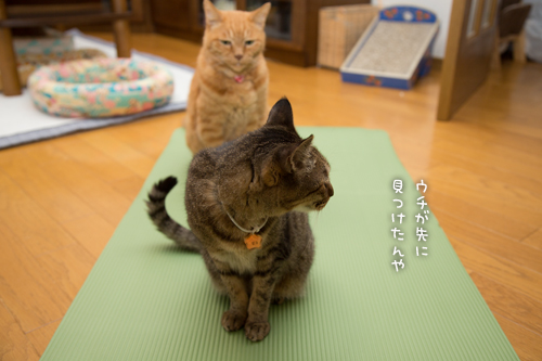 すべては猫様のもの_d0355333_17004810.jpg
