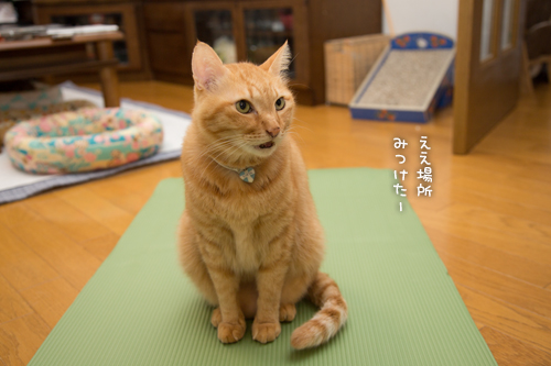 すべては猫様のもの_d0355333_17004823.jpg
