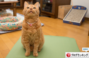 すべては猫様のもの_d0355333_17004996.jpg
