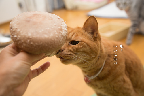 王様しいたけ_d0355333_17005159.jpg