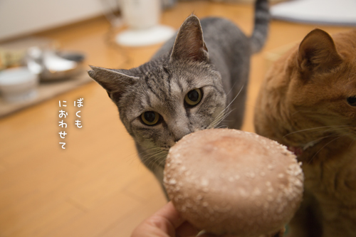 王様しいたけ_d0355333_17005193.jpg