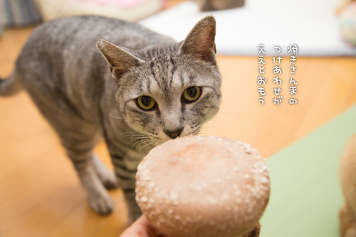 王様しいたけ_d0355333_17005273.jpg