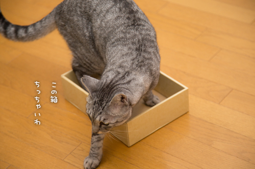 王様しいたけ_d0355333_17005275.jpg