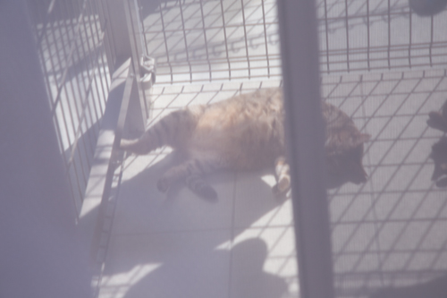 猫テラスの怪_d0355333_17005643.jpg