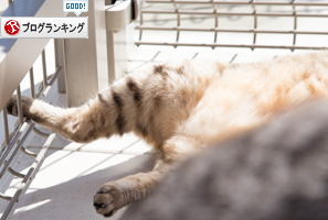 猫テラスの怪_d0355333_17005700.jpg