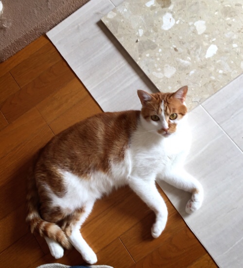たろちゃのぷち脱走_d0355333_17005861.jpg