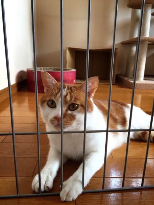 たろちゃのぷち脱走_d0355333_17005874.jpg