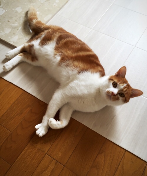 たろちゃのぷち脱走_d0355333_17005897.jpg
