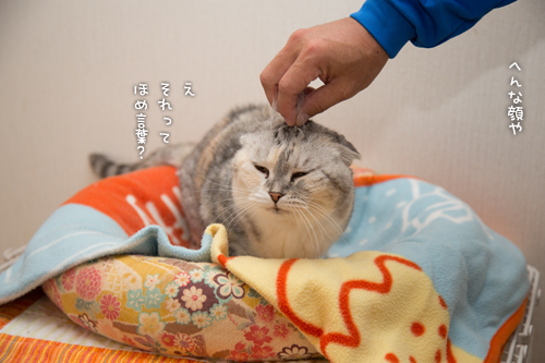 姫様はむつかしいお年頃_d0355333_17005927.jpg