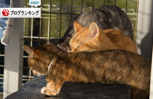 田舎の朝_d0355333_17010166.jpg