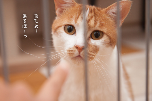 ミニホカペON_d0355333_17010434.jpg