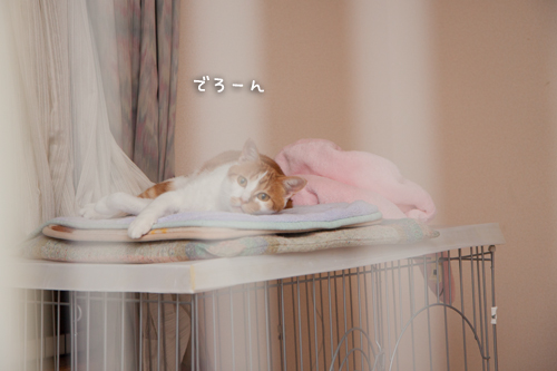 ミニホカペON_d0355333_17010460.jpg