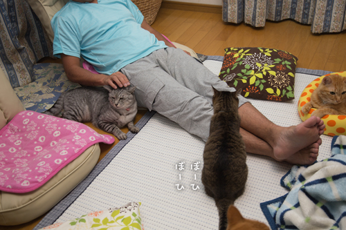 あまえんぼさんもーど_d0355333_17010836.jpg