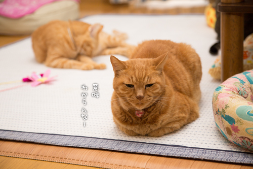 特に意味はない_d0355333_17011275.jpg