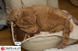 シャッターチャンスは突然に_d0355333_17011376.jpg