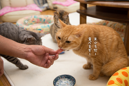 人気のまぐろ_d0355333_17012129.jpg