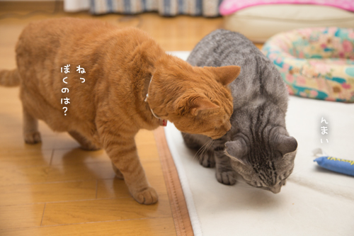 人気のまぐろ_d0355333_17012268.jpg