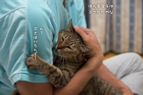 猫あつめ最強アイテム_d0355333_17012760.jpg