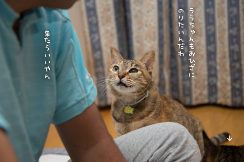 猫あつめ最強アイテム_d0355333_17012769.jpg