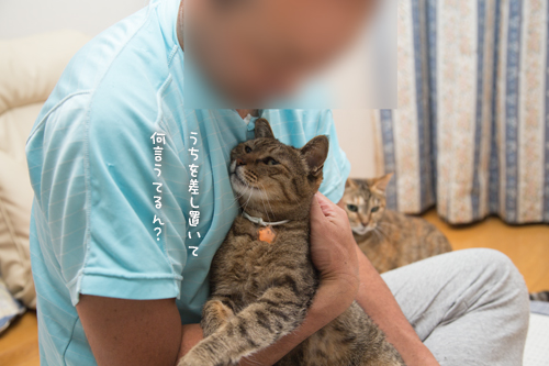 猫あつめ最強アイテム_d0355333_17012774.jpg