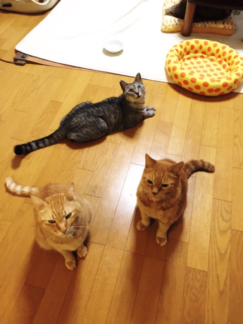 シャッターチャンスは突然に_d0355333_17012818.jpg
