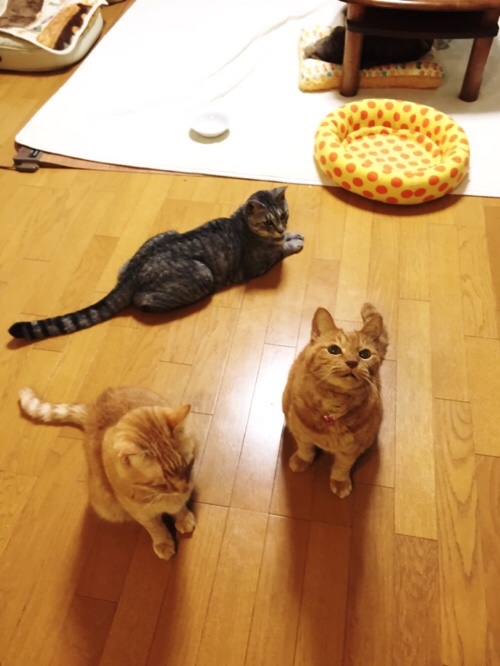 シャッターチャンスは突然に_d0355333_17012866.jpg