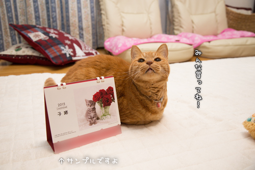 にゃんず日記カレンダー予約開始_d0355333_17013057.jpg
