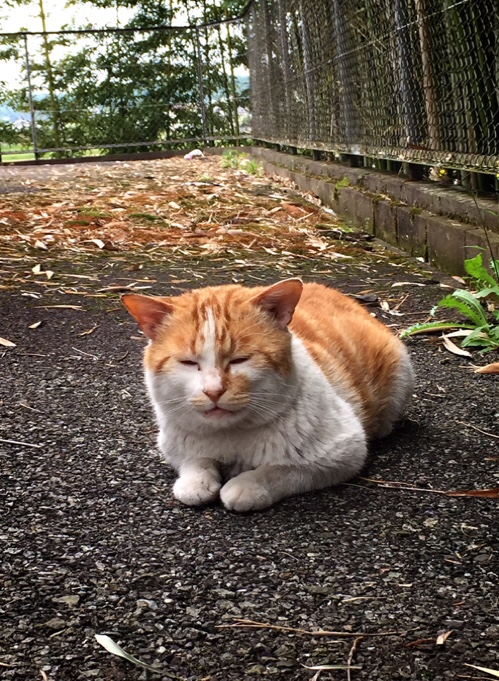 たろちゃの旅立ち。_d0355333_17013361.jpg
