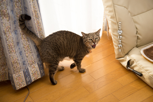 朝の日課_d0355333_17013590.jpg