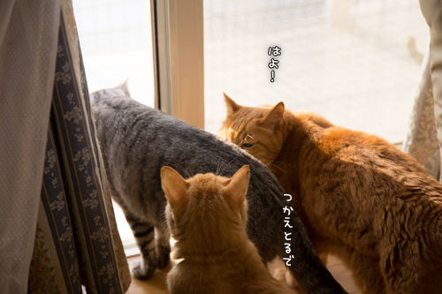 朝の日課_d0355333_17013640.jpg