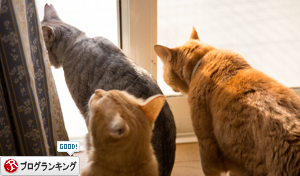 色々考えても仕方がないので_d0355333_17013736.jpg