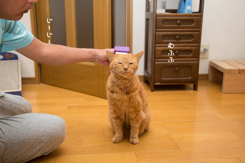 じーじー。_d0355333_17014534.jpg