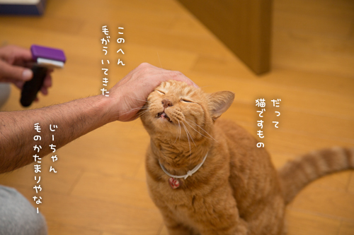 じーじー。_d0355333_17014632.jpg