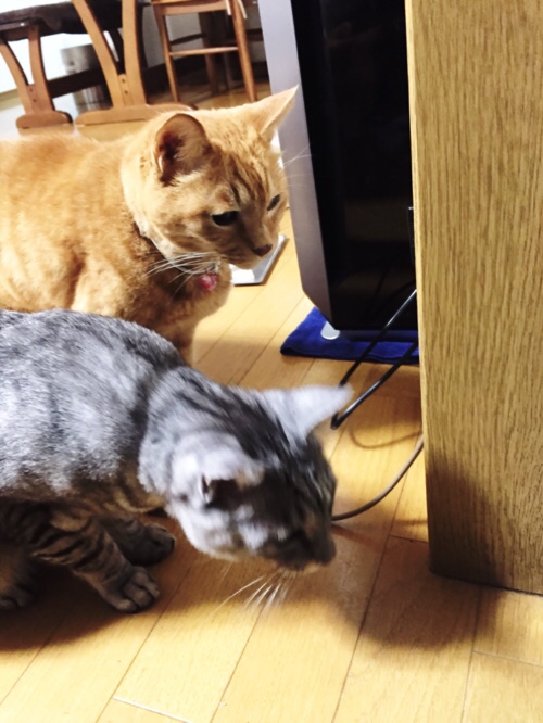 色々考えても仕方がないので_d0355333_17015051.jpg