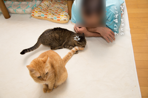 何がそんなに猫をひきつけるのか_d0355333_17020208.jpg