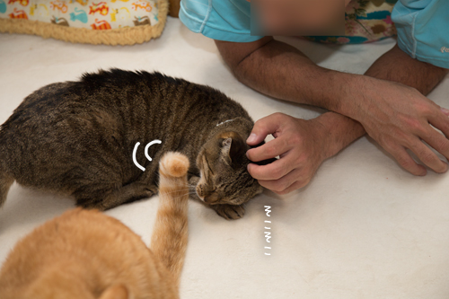 何がそんなに猫をひきつけるのか_d0355333_17020224.jpg
