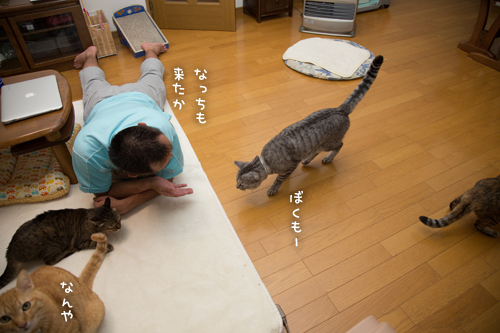 何がそんなに猫をひきつけるのか_d0355333_17020277.jpg