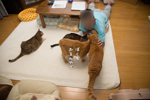 何がそんなに猫をひきつけるのか_d0355333_17020322.jpg