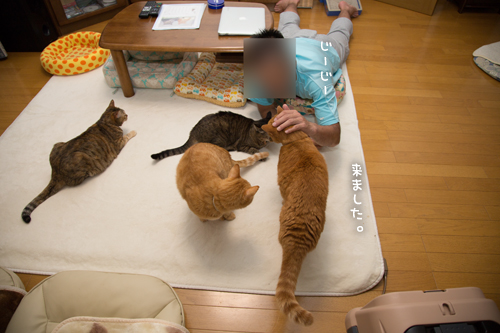 何がそんなに猫をひきつけるのか_d0355333_17020363.jpg