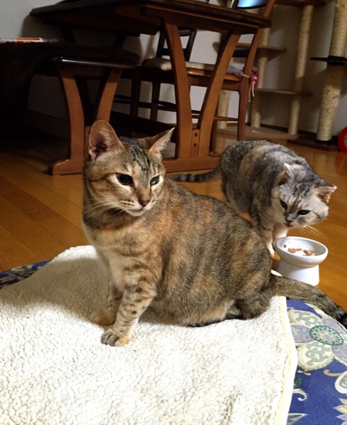 頑張ったよ_d0355333_17020447.jpg