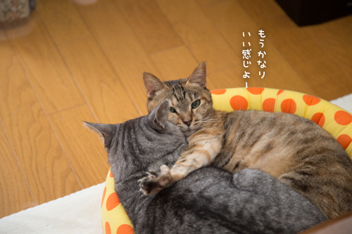 末っ子特権_d0355333_17020639.jpg