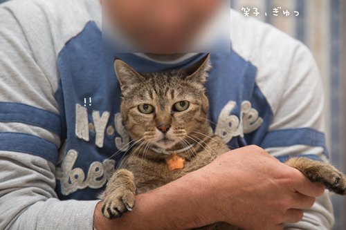 猫も照れるのか?!_d0355333_17020770.jpg