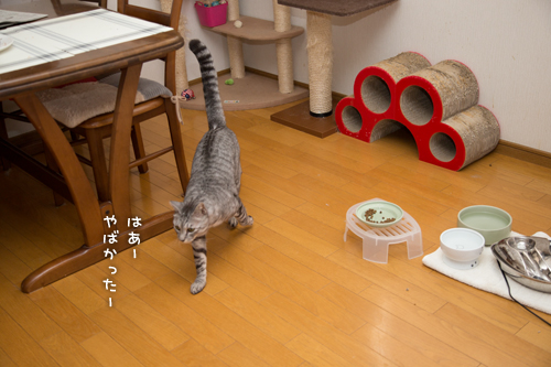 なっちゃん怒りのデスロード?_d0355333_17020997.jpg