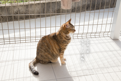 ツンツンするよ_d0355333_17021120.jpg