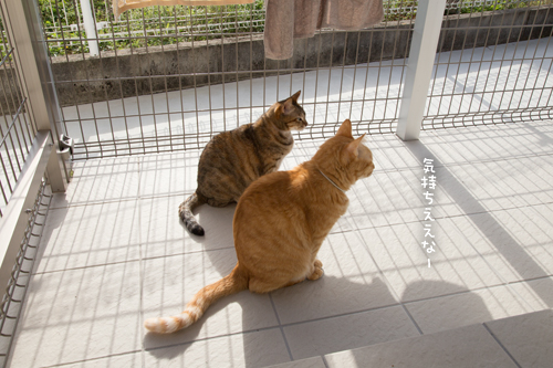 ツンツンするよ_d0355333_17021123.jpg