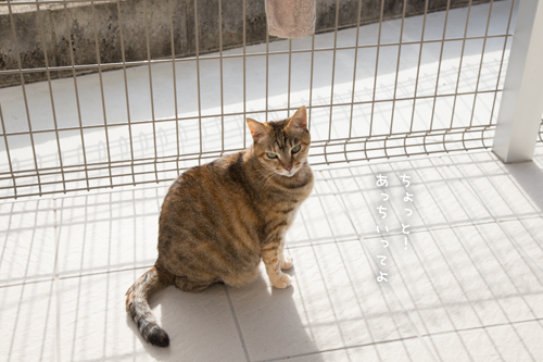 ツンツンするよ_d0355333_17021178.jpg
