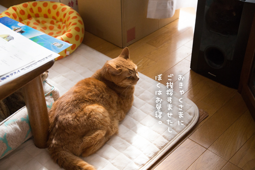 カレンダー封入作業にあたふた_d0355333_17021715.jpg